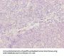 OXSM Antibody