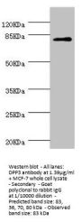 DPP3 Antibody