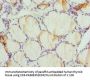 DPP3 Antibody