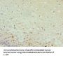 DPP3 Antibody