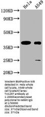 TAS2R7 Antibody