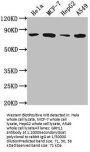 GRHL1 Antibody