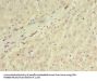 ORMDL1 Antibody