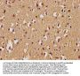 C5AR2 Antibody
