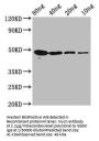 mycn Antibody
