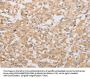 ATG9A Antibody