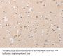 ATG9A Antibody