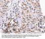 EPCAM Antibody