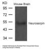 SERPINI1 Antibody