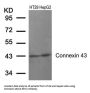 GJA1 (Ab-367) Antibody