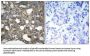GJA1 (Ab-367) Antibody