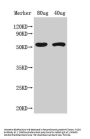 ACS8 Antibody