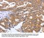 GEMIN2 Antibody