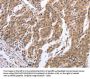 GEMIN2 Antibody