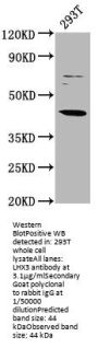 LHX3 Antibody