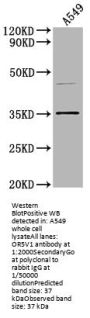 OR5V1 Antibody