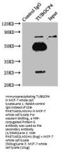 TUBGCP4 Antibody