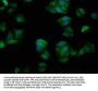TUBGCP4 Antibody