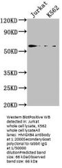 HMGXB4 Antibody