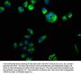 CLSTN3 Antibody