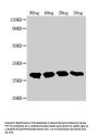 TTYH2 Antibody