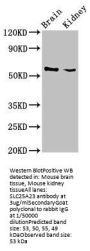 SLC25A23 Antibody