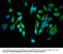 CEP250 Antibody