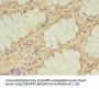 IDI2 Antibody