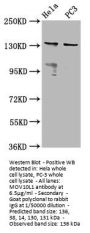 MOV10L1 Antibody