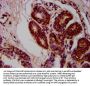 MOV10L1 Antibody