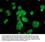 MOV10L1 Antibody