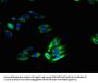 SLC46A2 Antibody