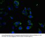 PPP1R12C Antibody