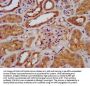 TRIM8 Antibody