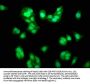 TRIM8 Antibody