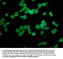 NLRP1 Antibody