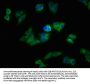 SNX5 Antibody