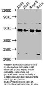 SNX5 Antibody