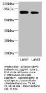 NBPF3 Antibody