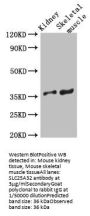 SLC25A32 Antibody