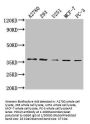 PDCL3 Antibody