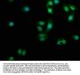 PDCL3 Antibody
