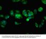 HIPK3 Antibody