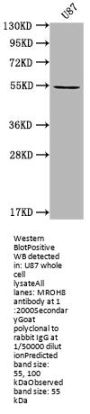MROH8 Antibody