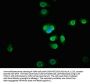 BICC1 Antibody
