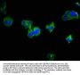 LRRC19 Antibody