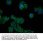 CNNM2 Antibody
