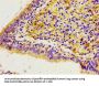 CACYBP Antibody