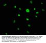 CACYBP Antibody