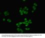 RAVER2 Antibody